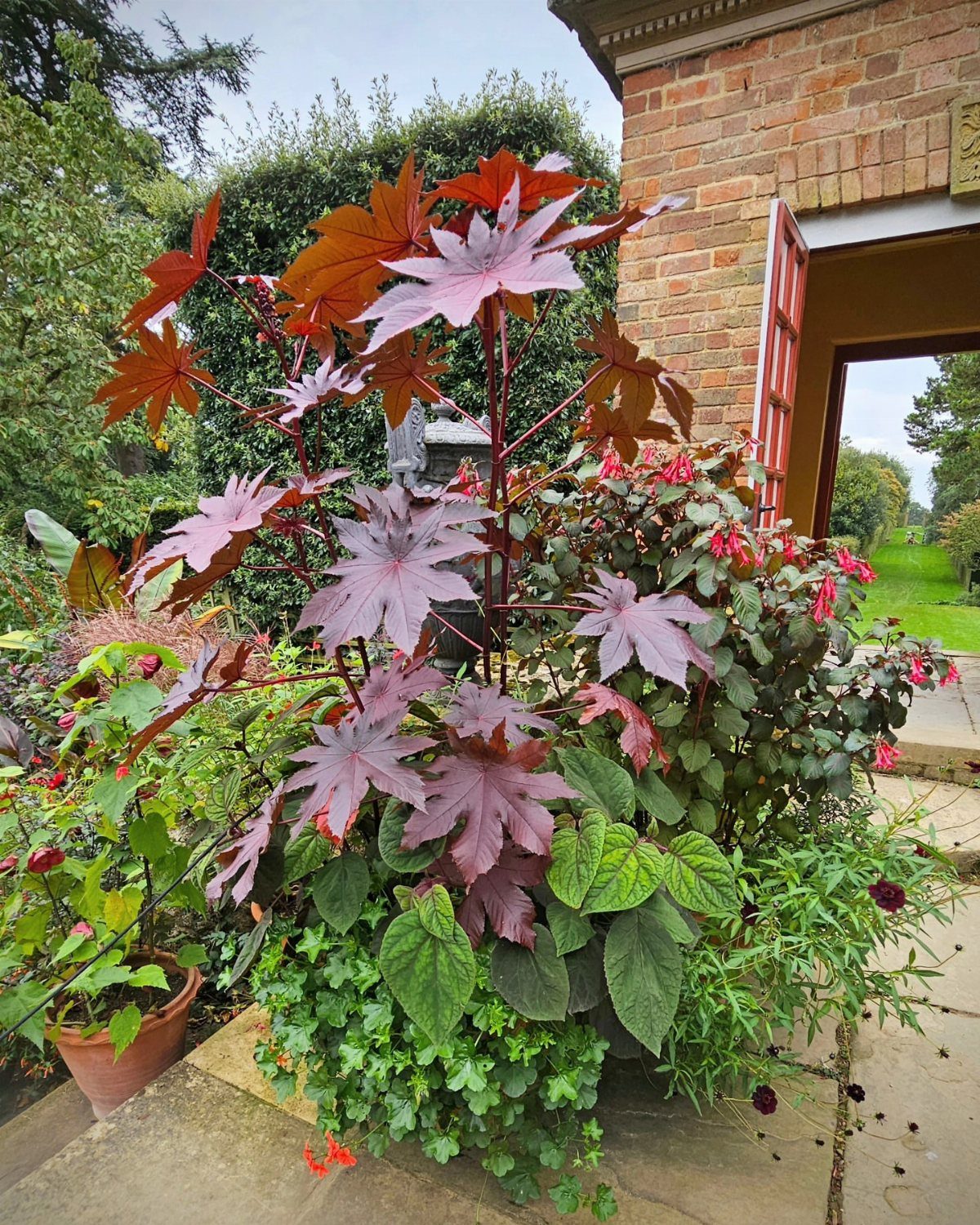 Castor bean plant with burgundy leaves and red SunPatiens in a garden planter.