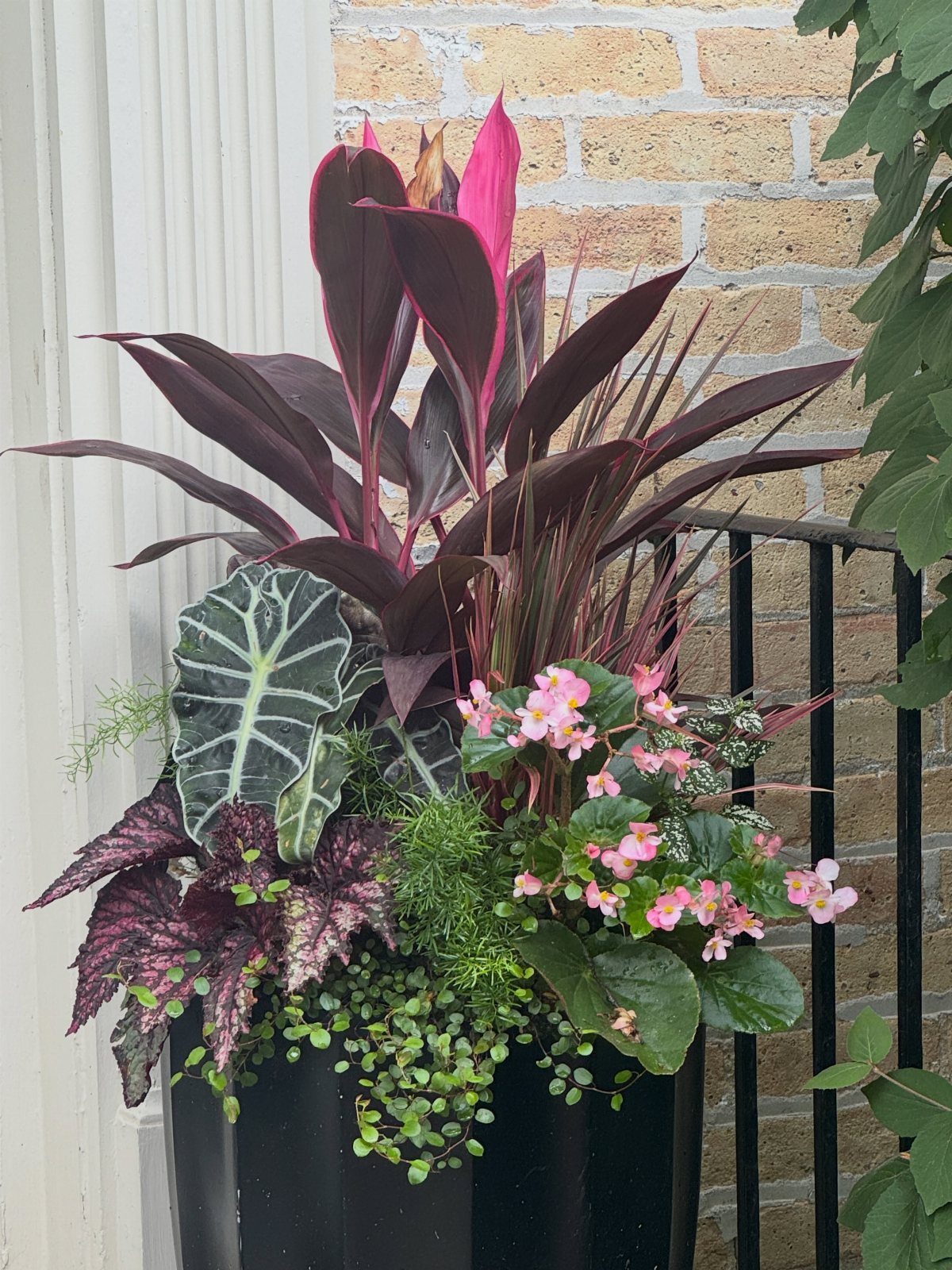 Mixed planter with burgundy cordyline, pink begonias, and Alocasia against a brick wall.
