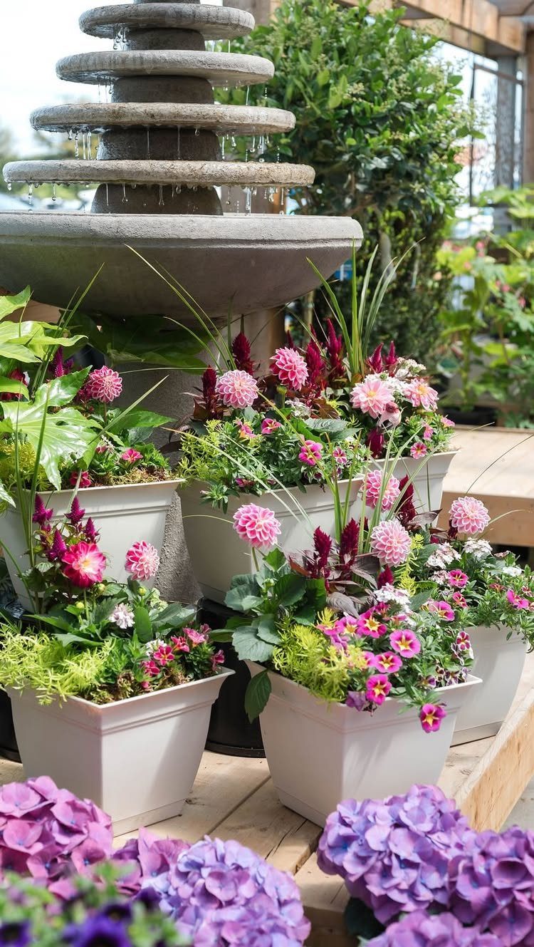 Pink and purple dahlia flowers in white square planters next to a stone fountain.