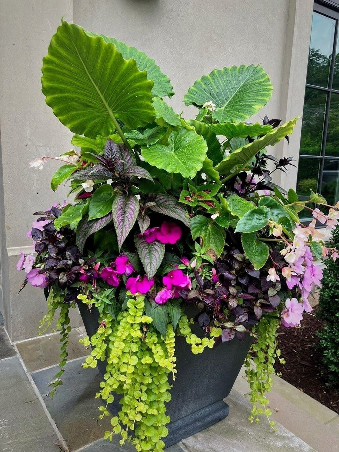 Large grey planter with elephant ears, pink flowers, and trailing lime green foliage.