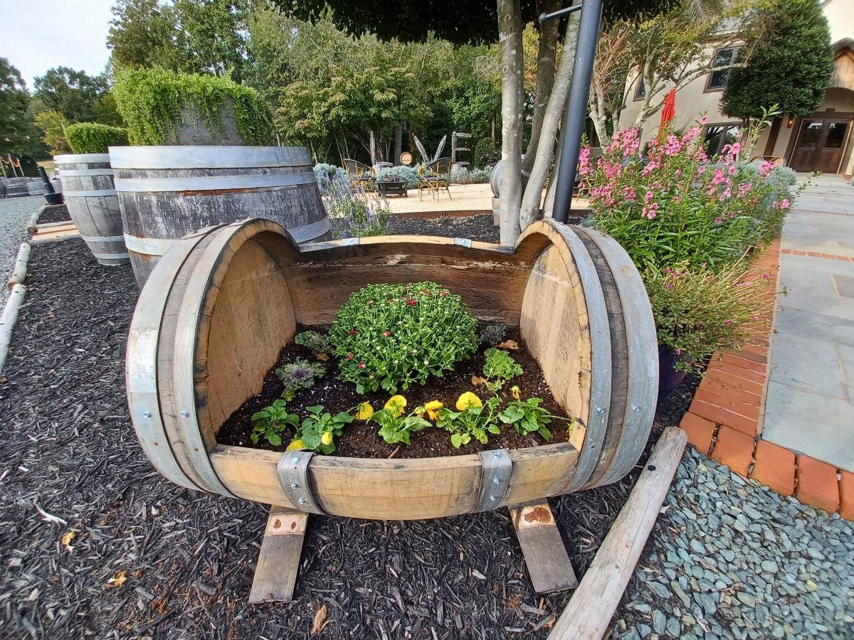 Half wine barrel planter with green shrubs and yellow flowers on dark mulch.