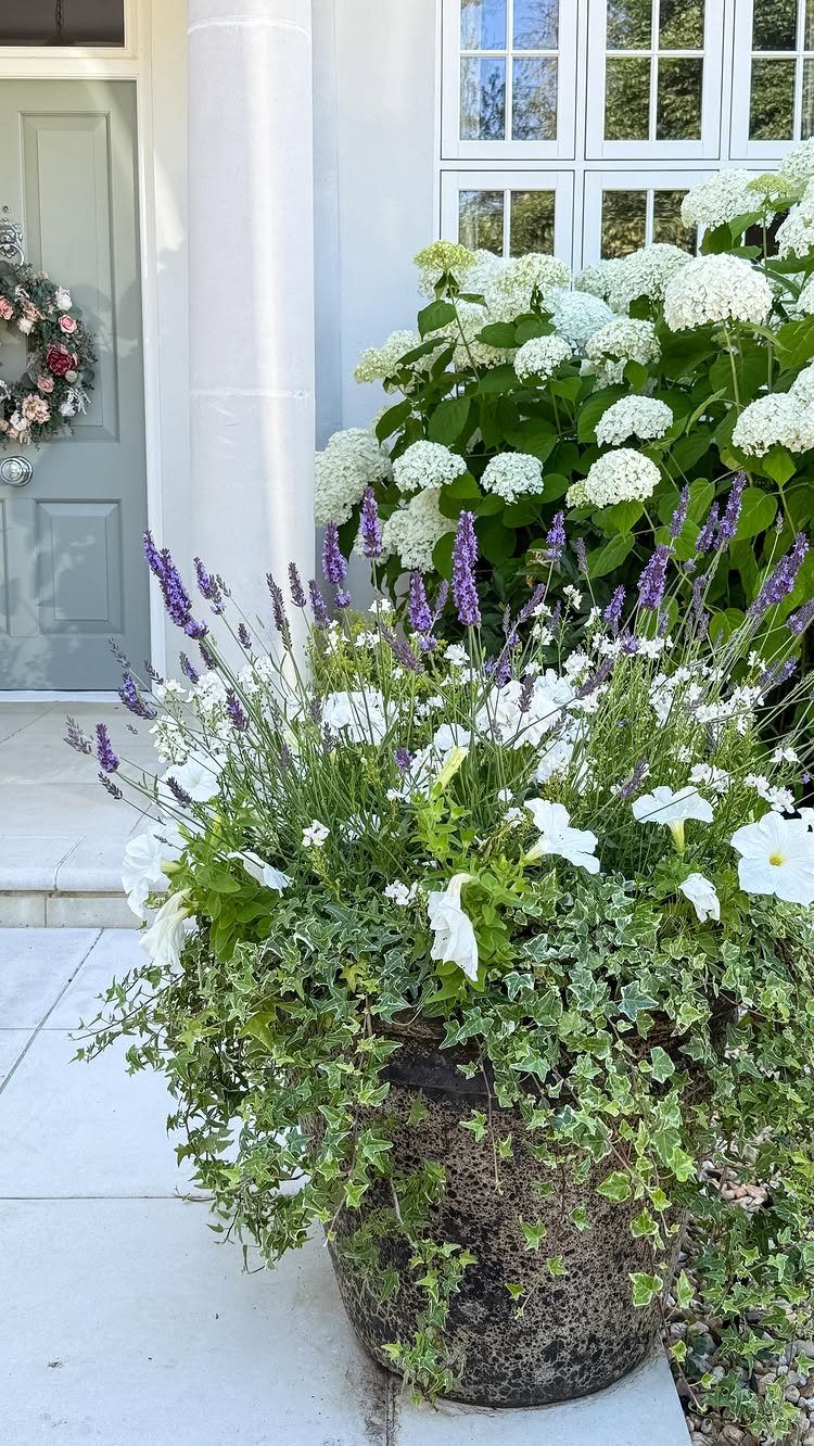 Stone planter with purple lavender and white flowers next to white hydrangeas.
