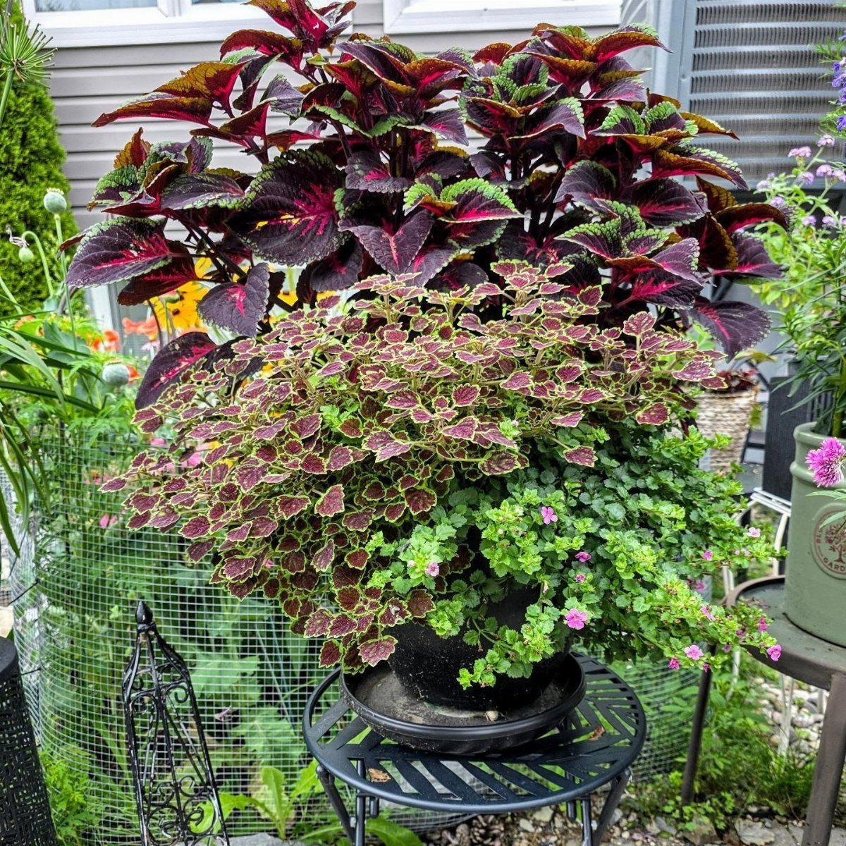 Colorful coleus and trailing pink flowers in a black planter on a metal stand.