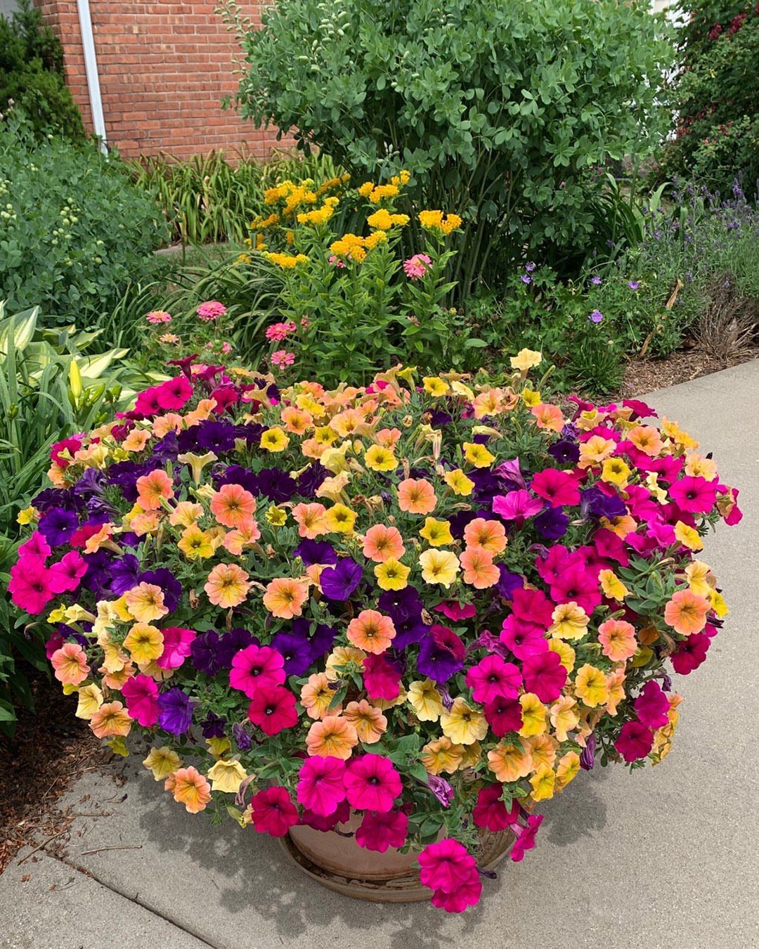 Colorful pink, purple, and yellow petunias overflowing from a large garden planter.