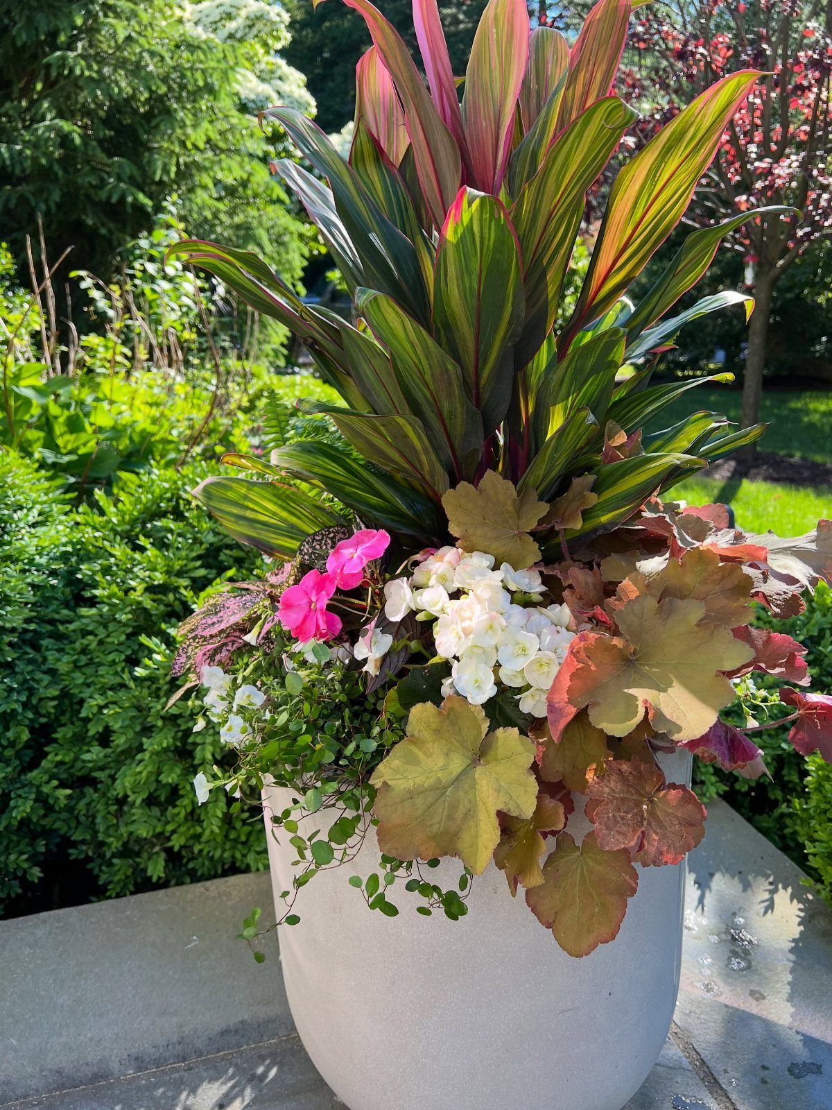 Concrete planter with tall reddish-green Cordyline, pink and white begonias, and trailing greenery.