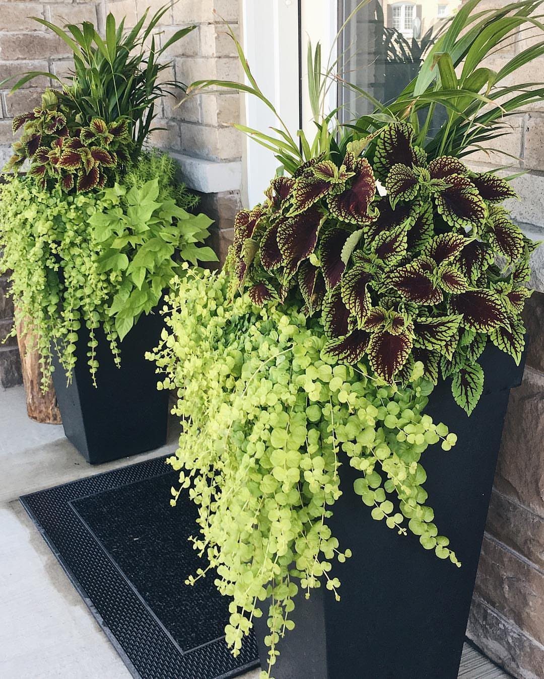 Tall black planters with green palms, burgundy coleus, and trailing lime-green foliage.