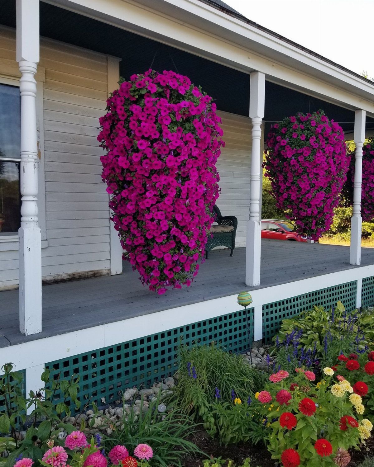 Magenta petunia hanging baskets on a white porch above a colorful flower garden.