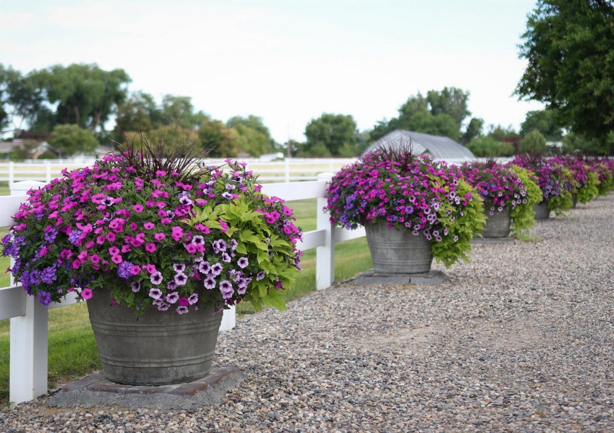 Grey metal planters with purple flowers and ornamental grass along a white fence.