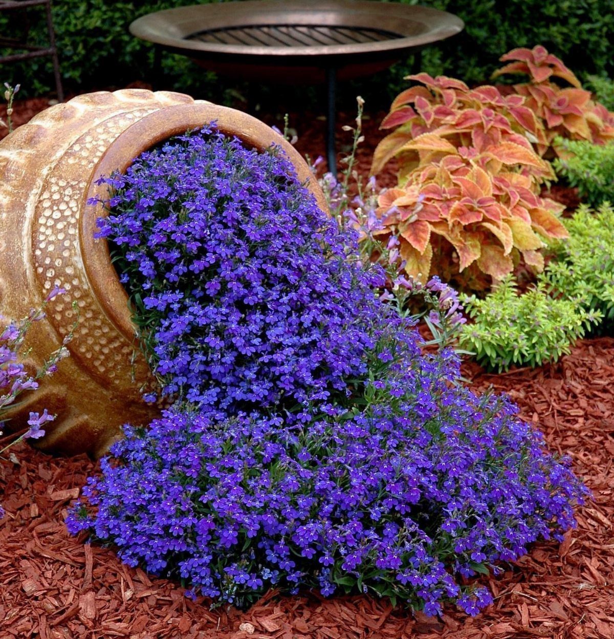Purple flowers spilling from a tipped tan ceramic pot onto red mulch.