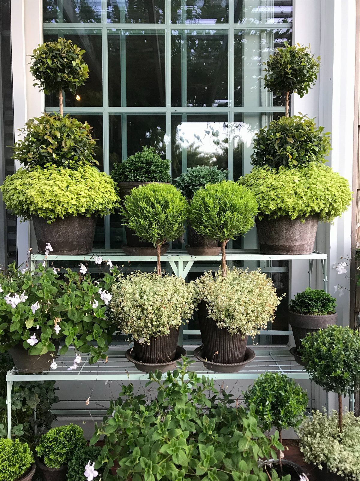 Tiered metal shelf with various potted topiaries and flowering plants before a window