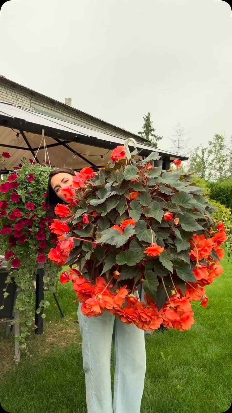 Large hanging basket of red begonias held by a woman in a garden.