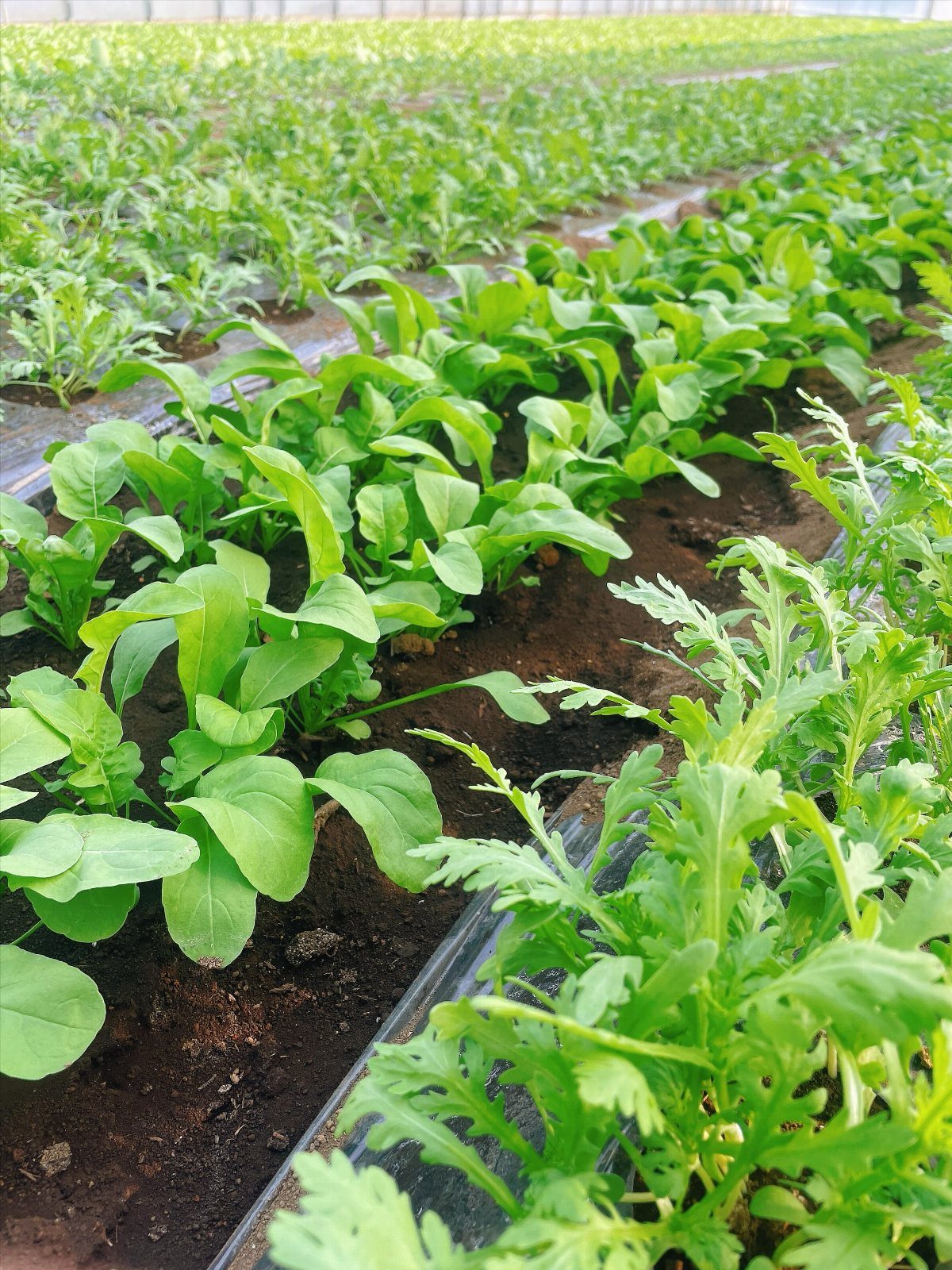 Green arugula plants growing in neat rows within a bright greenhouse setting.