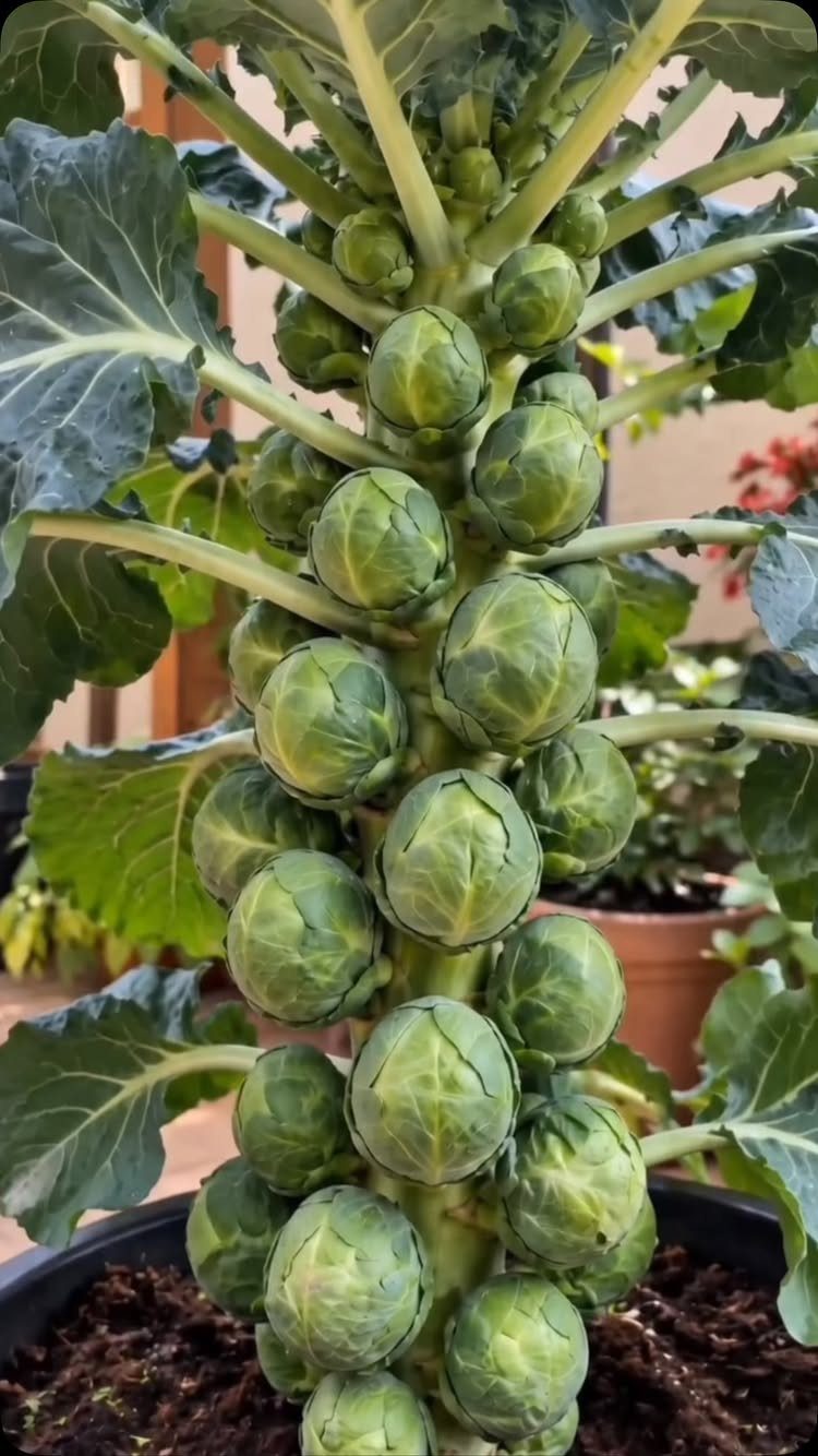 Brussels sprouts plant with small green heads growing on a thick central stalk.