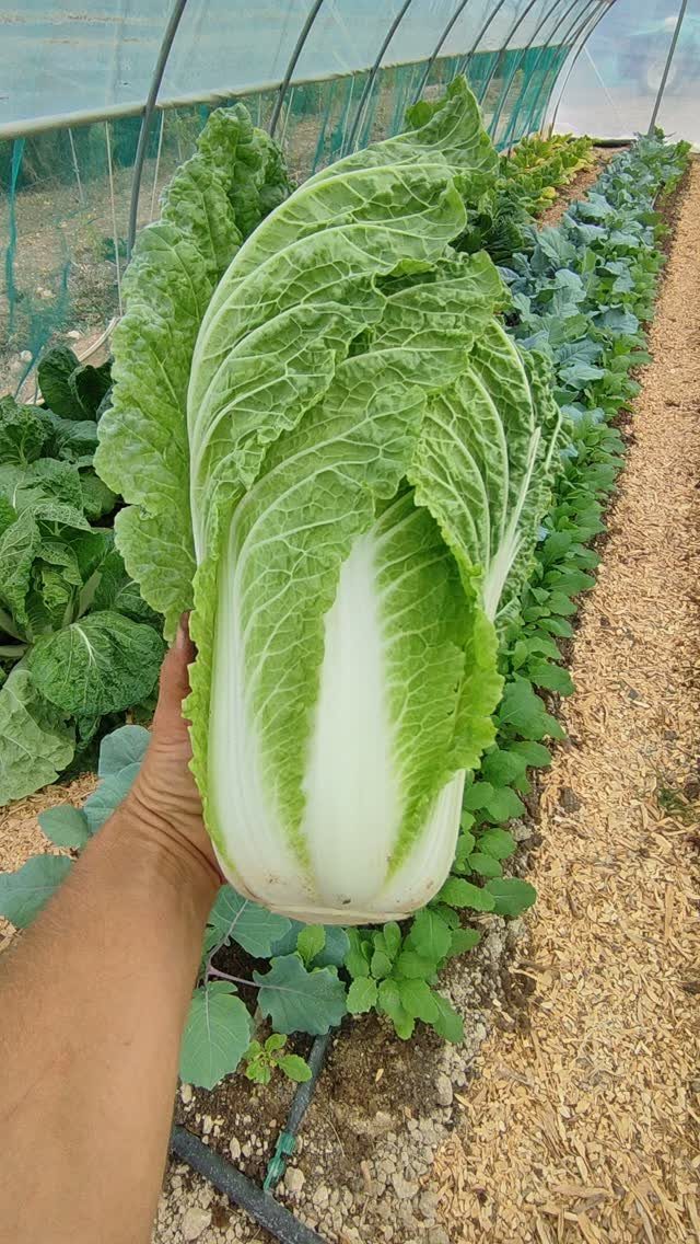 Large head of Napa cabbage held in a hand inside a greenhouse garden.