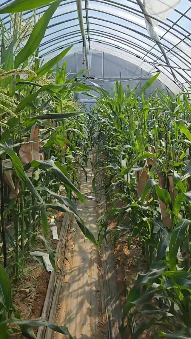 Green corn plants growing in rows inside a translucent plastic high-tunnel greenhouse.