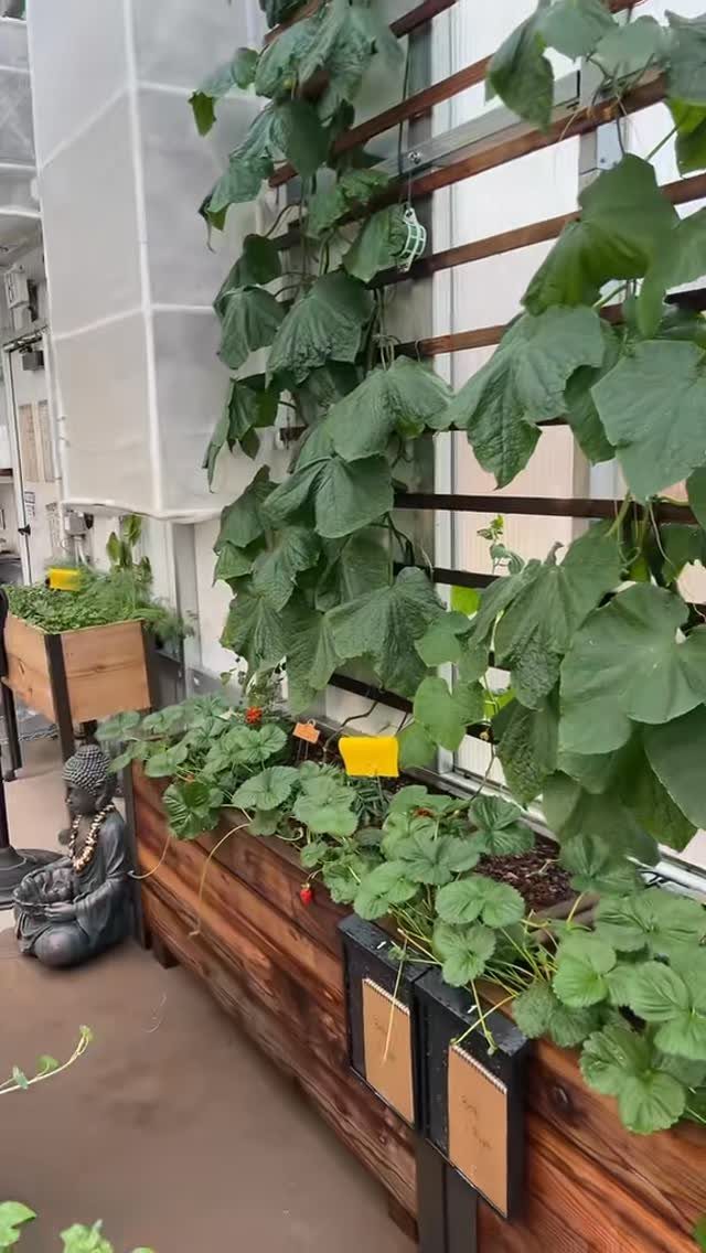 Cucumber plants climbing a wooden trellis in a bright greenhouse garden setting.