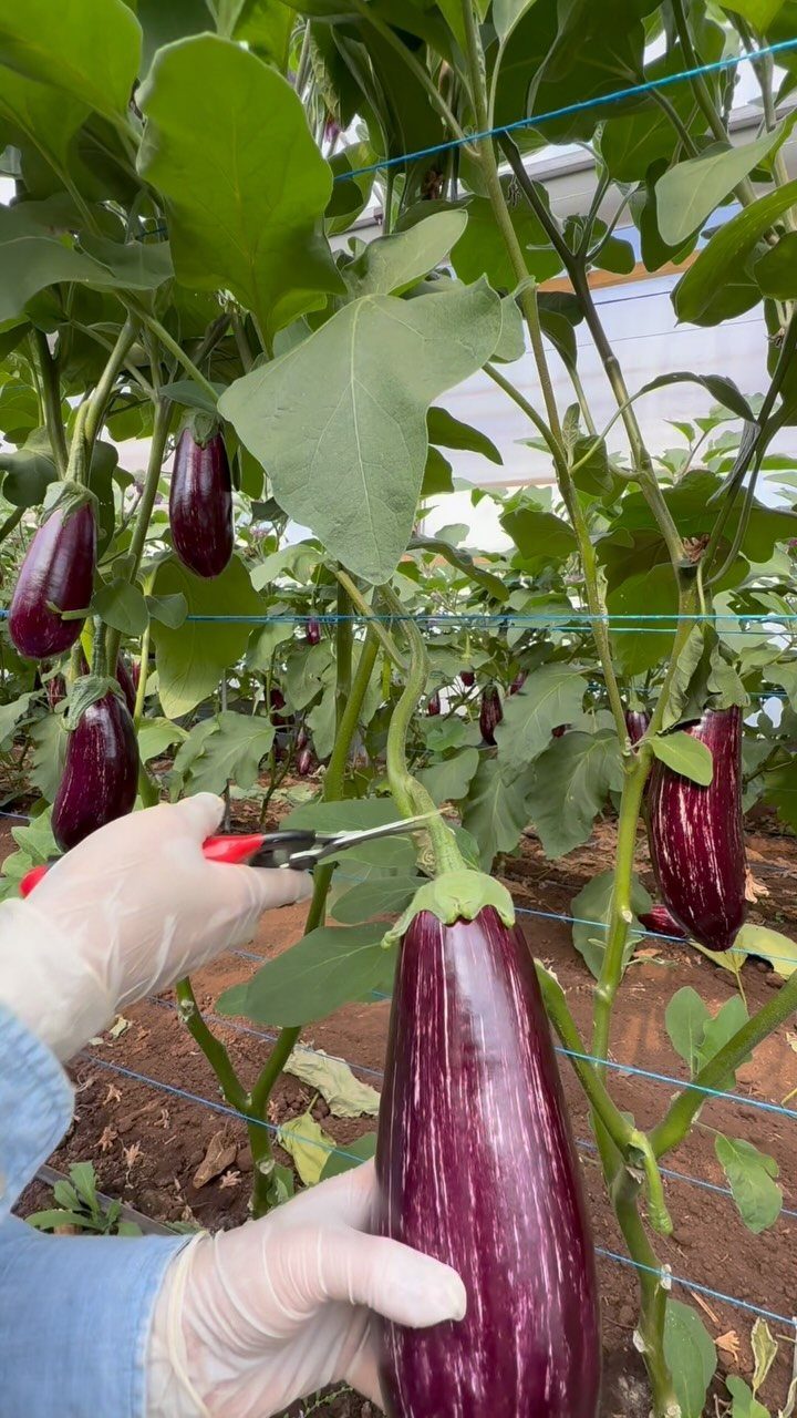 Purple striped eggplant being harvested with shears in a bright greenhouse setting.