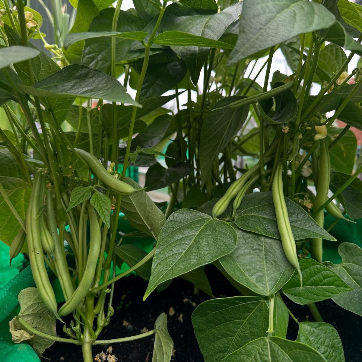 Green bean pods hanging from leafy plants in a garden greenhouse setting.