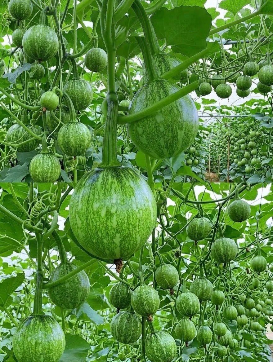 Green round gourds hanging from vines inside a bright, white greenhouse structure.