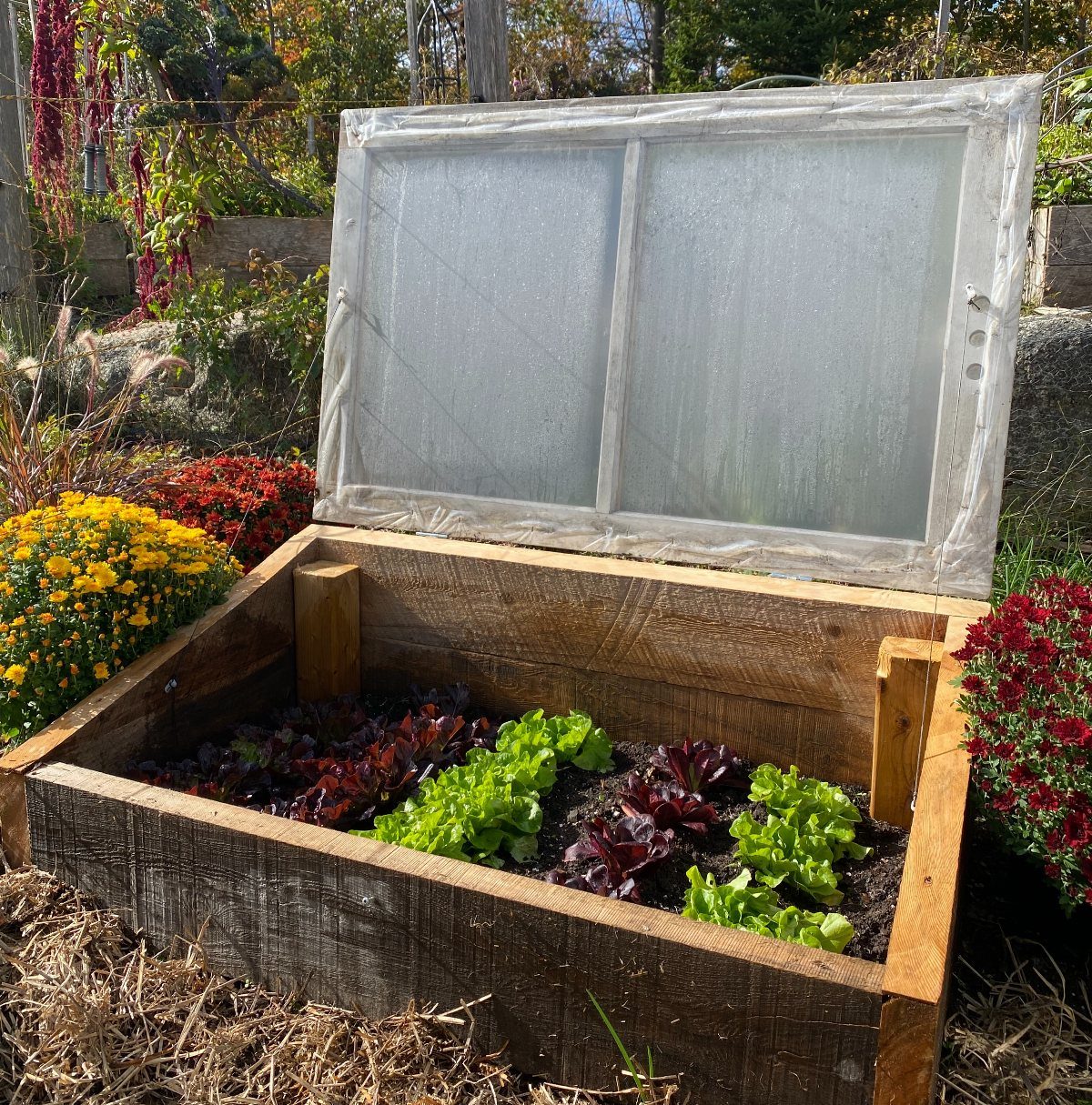 Green and red lettuce growing in a wooden cold frame garden bed.