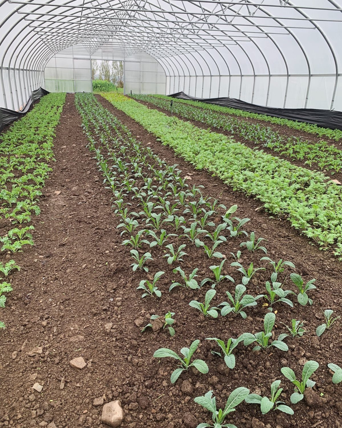 Young kale plants growing in neat rows inside a plastic tunnel greenhouse.