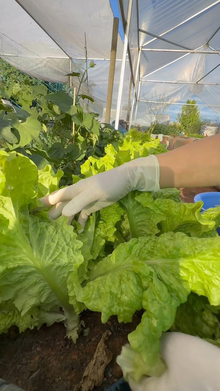 Gloved hands tending to bright green lettuce plants inside a plastic greenhouse.