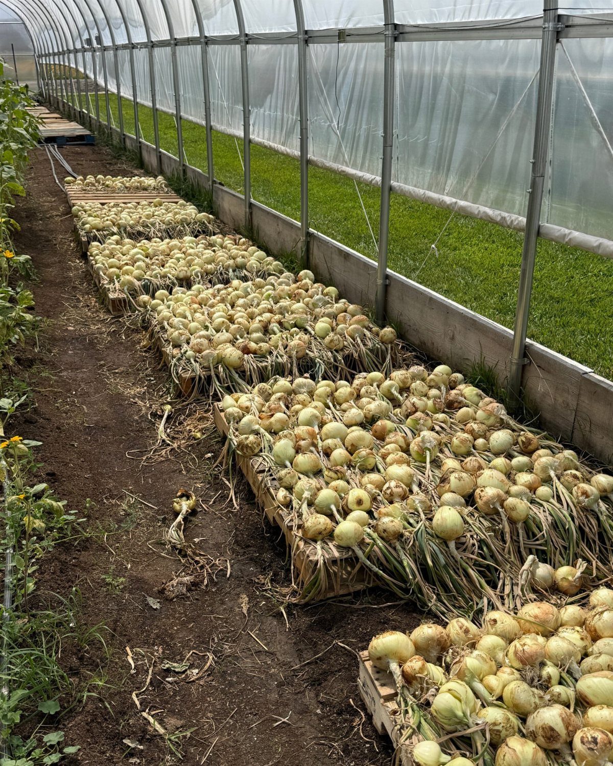 Harvested onions in wooden crates inside a plastic-covered greenhouse with dirt floors.