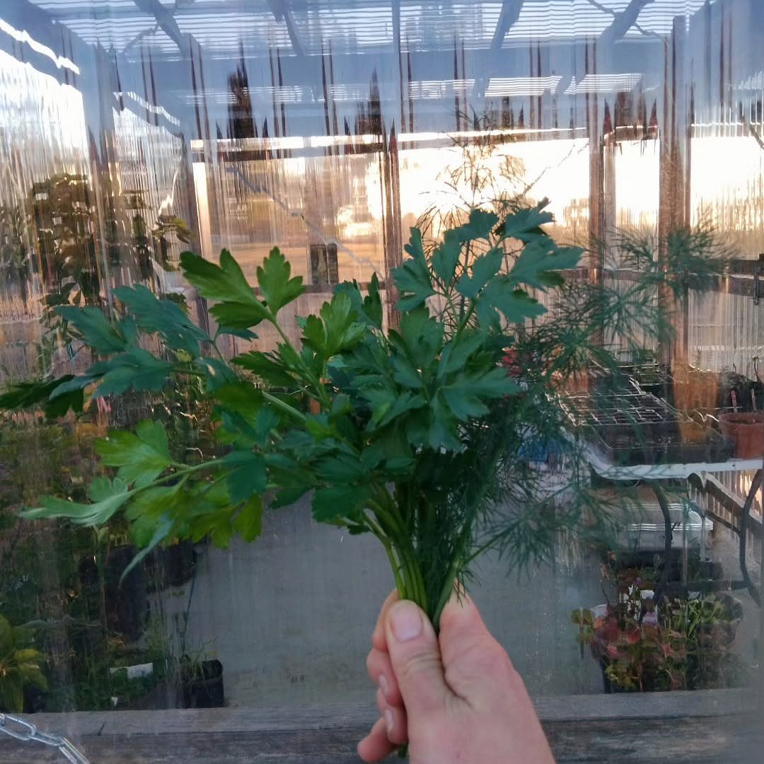 Fresh green parsley held by a hand inside a plastic greenhouse structure.