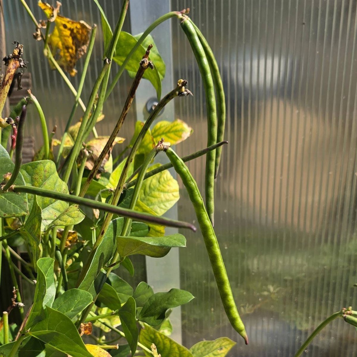 Green pea pods growing on a vine inside a ribbed greenhouse setting.