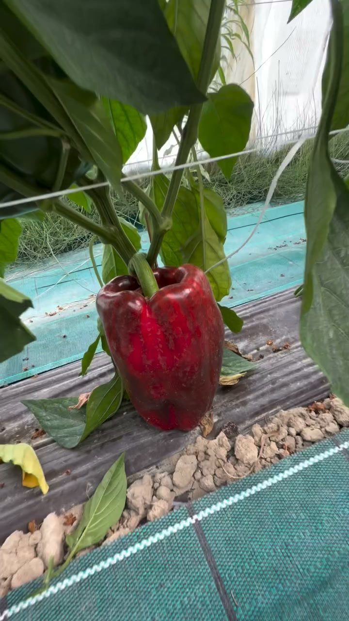 Red bell pepper growing on a plant inside a greenhouse with plastic flooring.