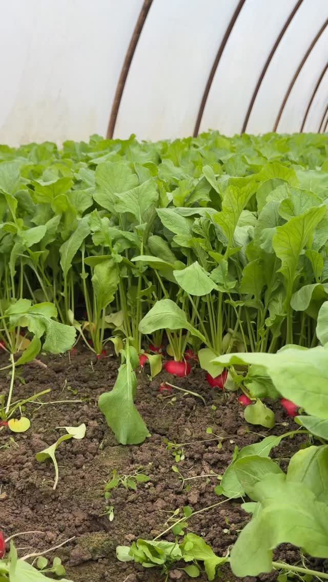 Red radishes with green leaves growing in soil inside a plastic greenhouse.