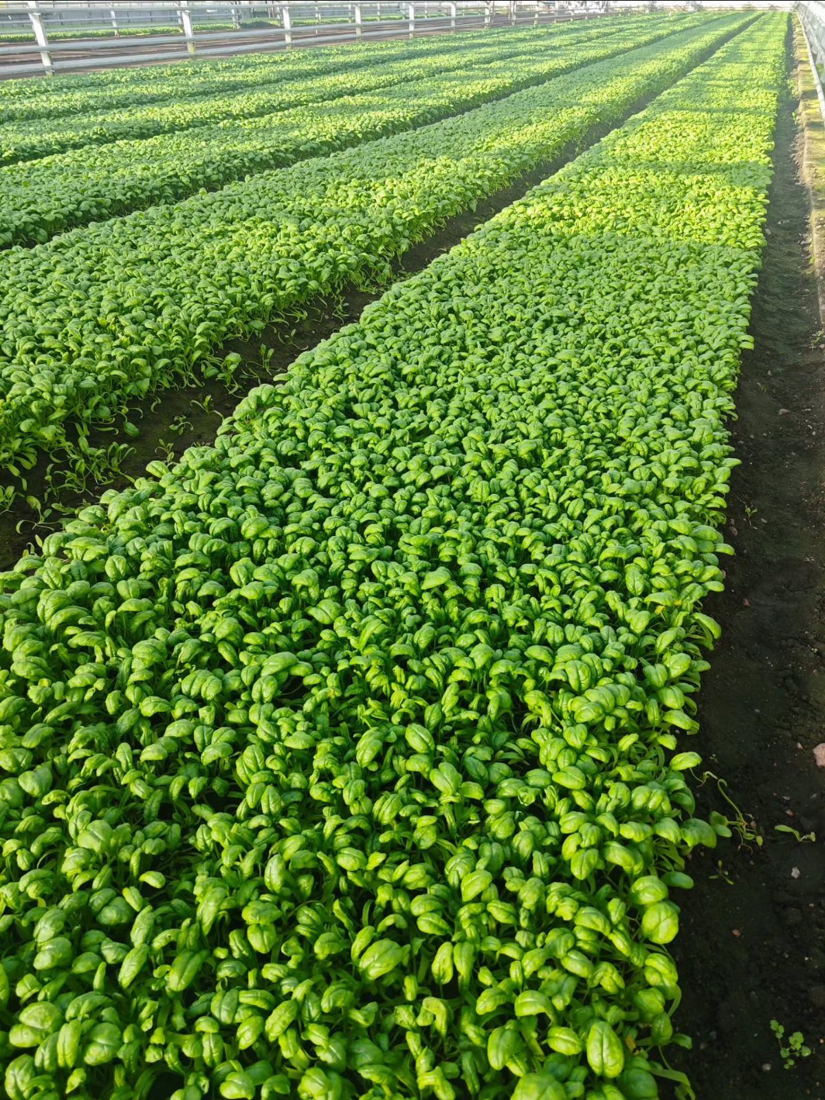 Rows of lush green spinach growing in a bright commercial greenhouse setting.