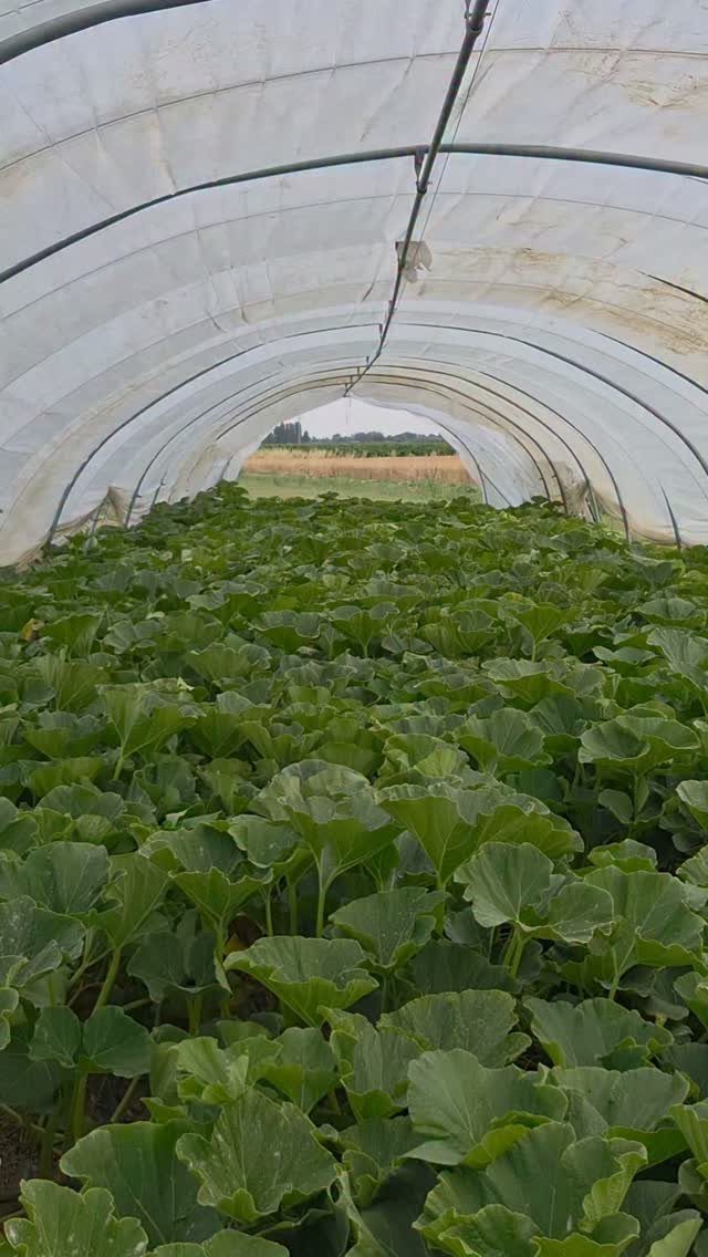 Squash plants with large green leaves growing inside a white plastic greenhouse tunnel.