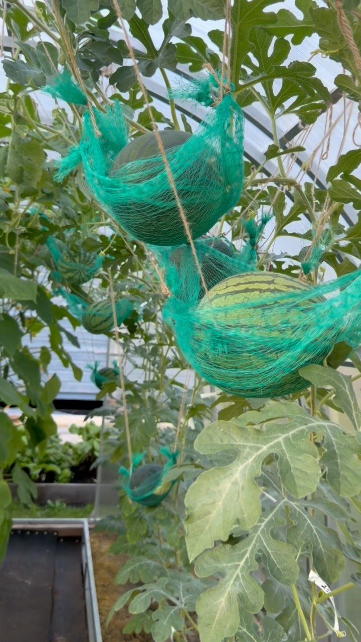 Watermelons supported by green mesh nets growing inside a bright greenhouse structure.