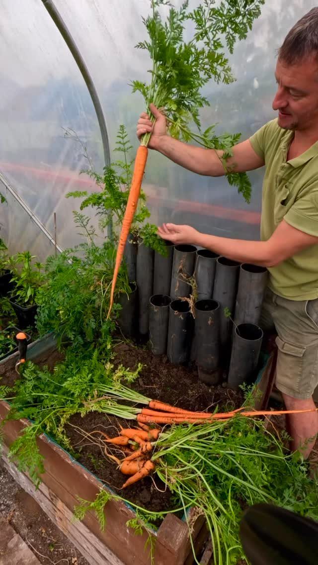 Man holding a long orange carrot in a greenhouse garden bed