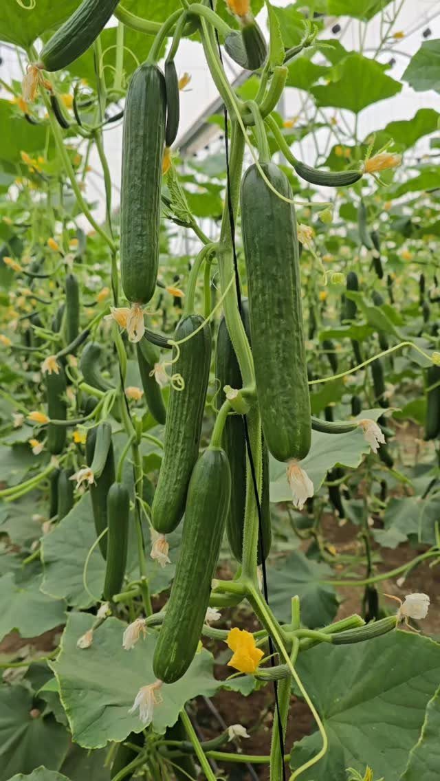 Green cucumbers hanging from climbing vines inside a bright greenhouse setting.