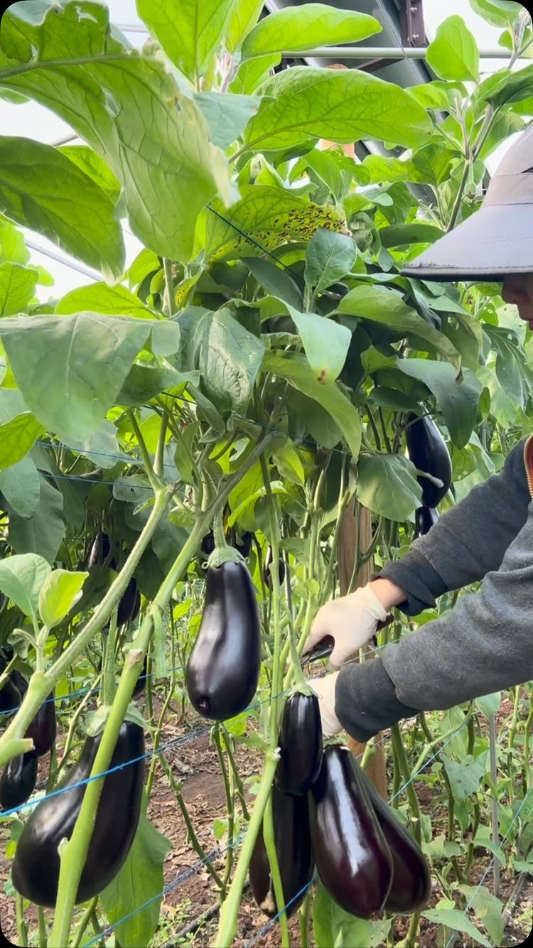 Deep purple eggplants growing on a green plant inside a bright greenhouse.