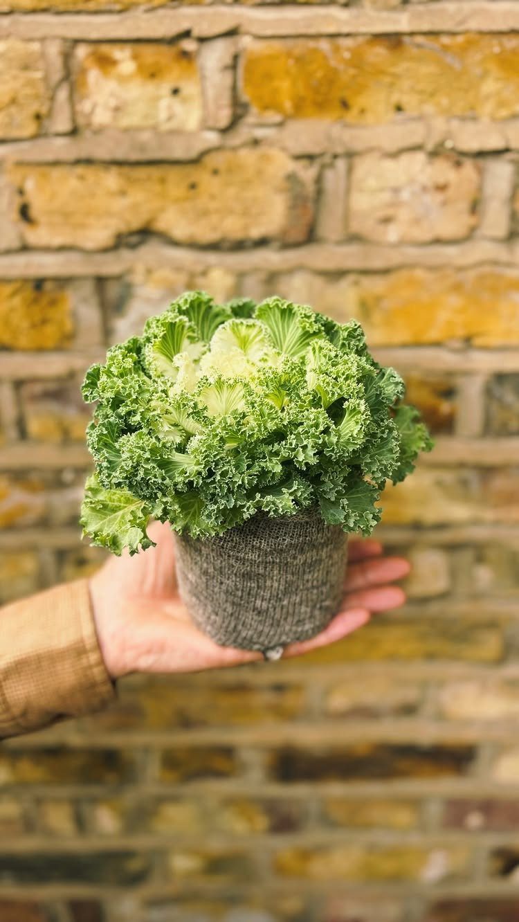 Curly green kale plant in a small grey pot held against a brick wall.