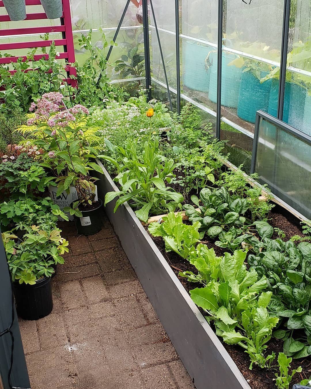 Green leafy vegetables growing in a grey raised bed inside a glass greenhouse.
