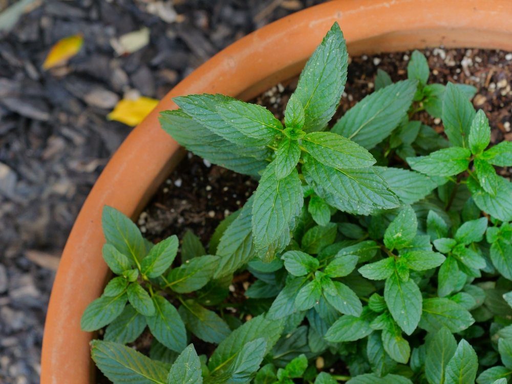 Green mint plants growing in a terracotta pot with dark soil.