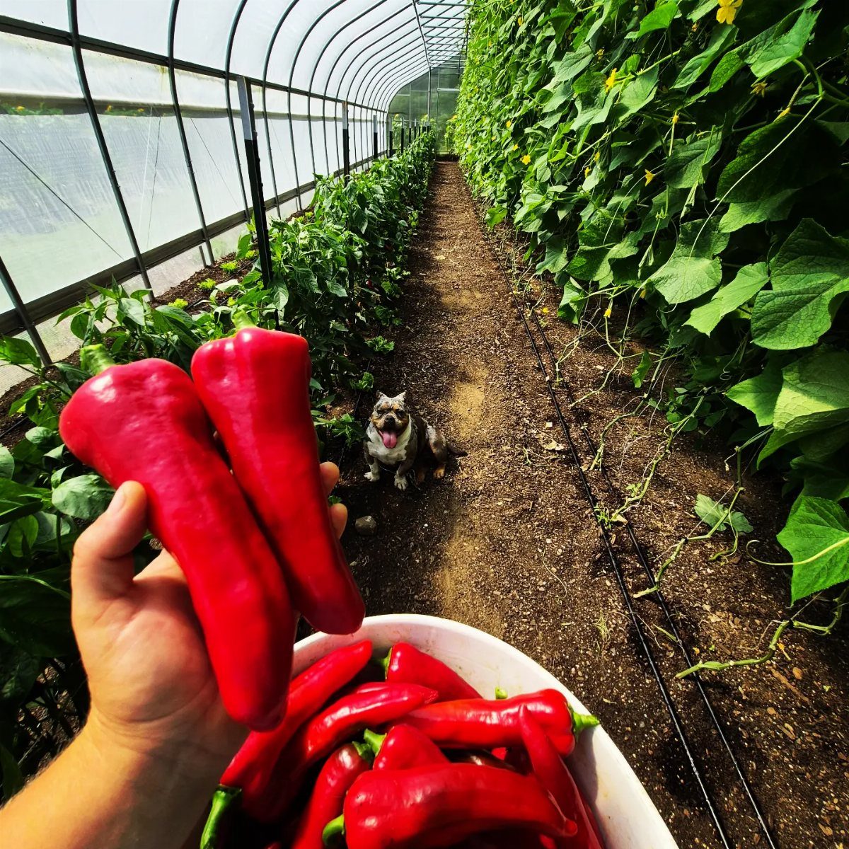 Red peppers held in hand inside a greenhouse with rows of plants.