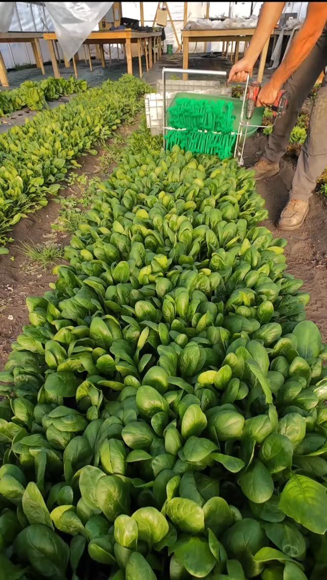 Rows of green spinach plants growing in a greenhouse with a gardener nearby.