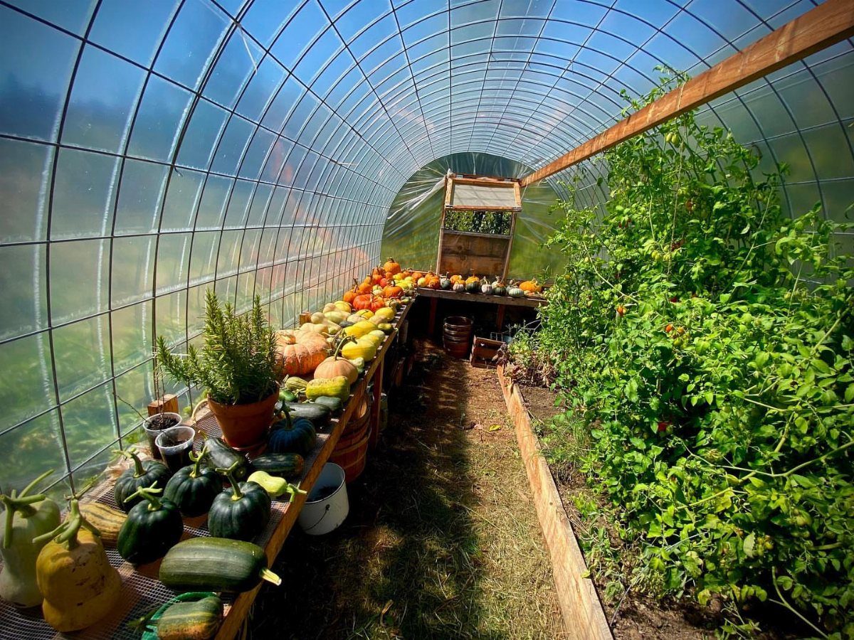 Various harvested squashes and pumpkins on a shelf inside a plastic tunnel greenhouse.