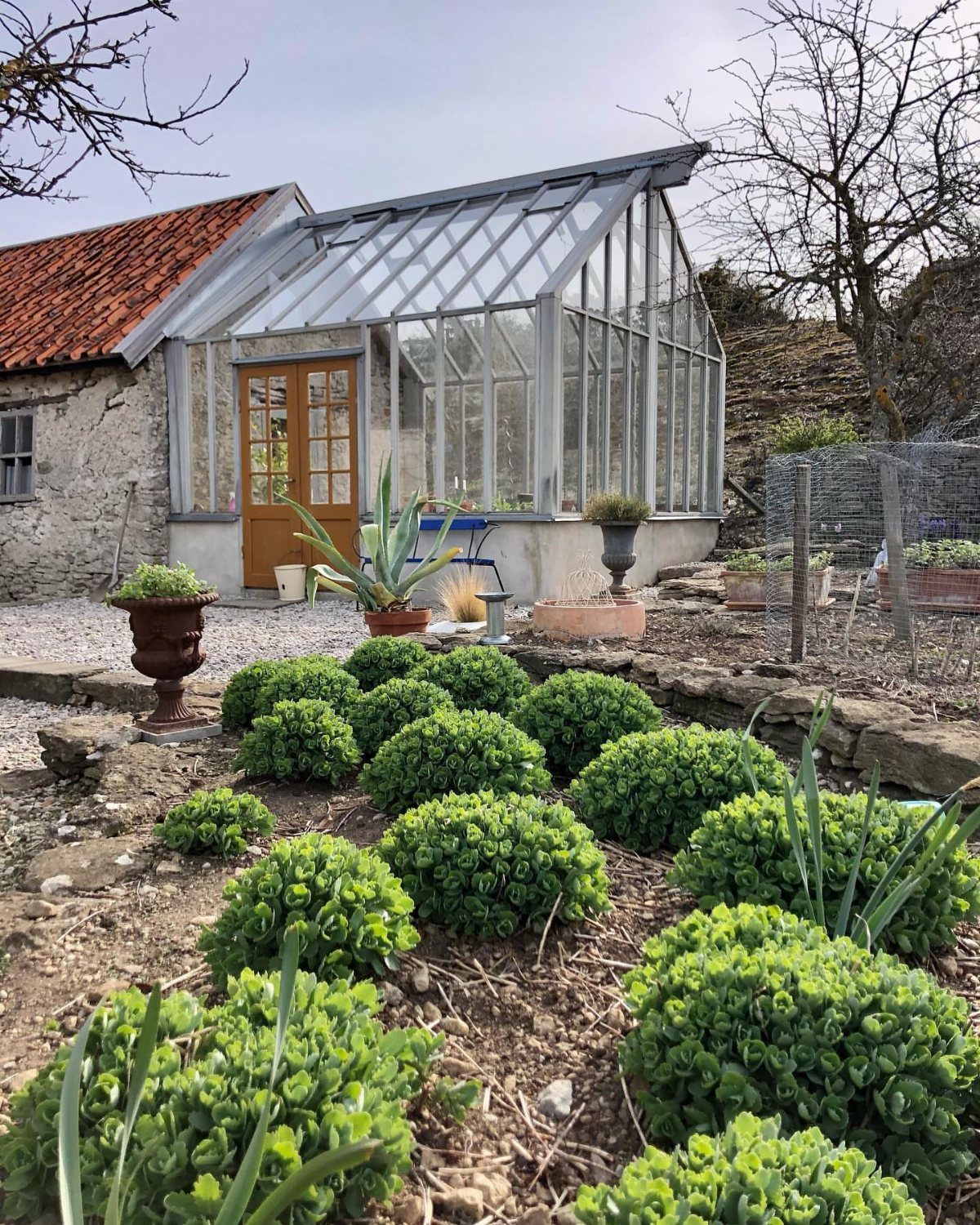 Glass greenhouse with red tiled roof and green rounded plants in the foreground.