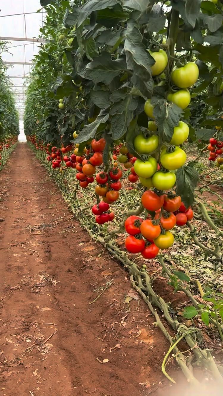 Tomato plants with red and green fruit growing in a greenhouse row.