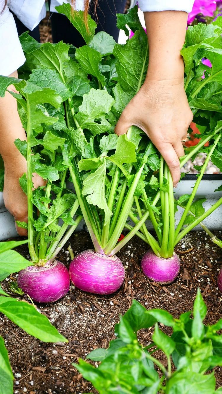 Purple turnip roots with green leaves growing in a garden bed.