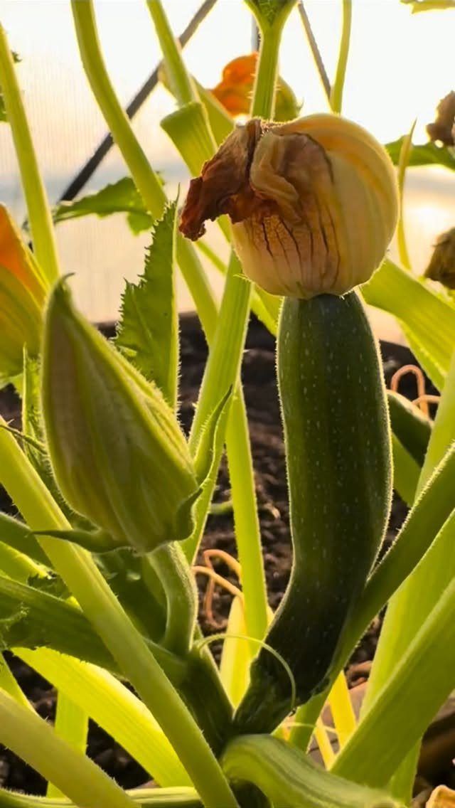 Green zucchini growing on a plant with a yellow flower and green bud.