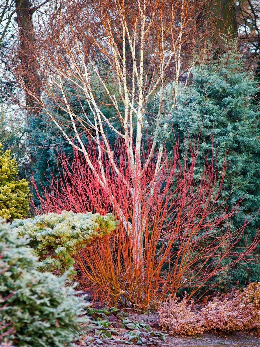 Red-stemmed shrub and white-barked tree surrounded by blue-green evergreen foliage in winter.