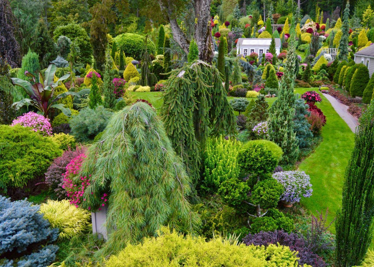 Manicured garden with diverse evergreen shrubs and conical trees in various green hues.