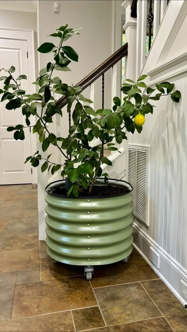 Lemon tree with yellow fruit in a green corrugated metal pot indoors.